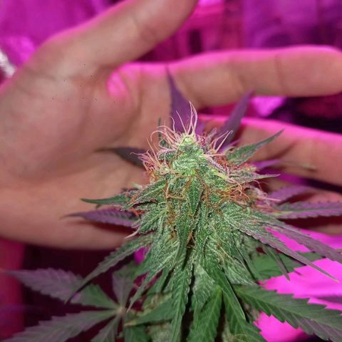 Wedding Cake Auto growlog timeline photo