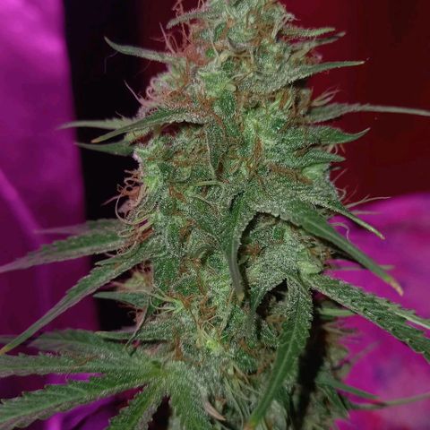 Wedding Cake Auto growlog timeline photo