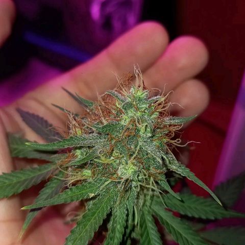 Wedding Cake Auto growlog timeline photo