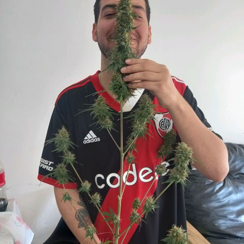 Wedding Cake Auto growlog photo: Primer dia se secado