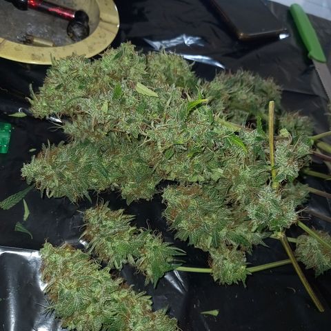 Wedding Cake Auto growlog photo: Primer dia se secado
