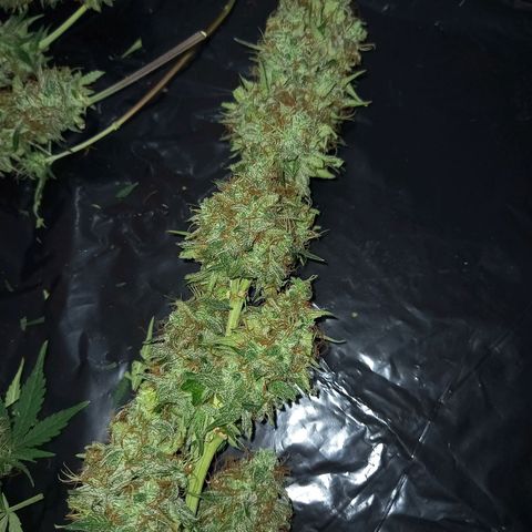 Wedding Cake Auto growlog photo: Primer dia se secado