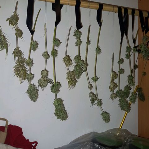 Wedding Cake Auto growlog photo: Primer dia se secado