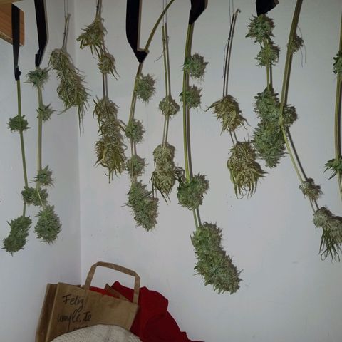 Wedding Cake Auto growlog photo: Primer dia se secado