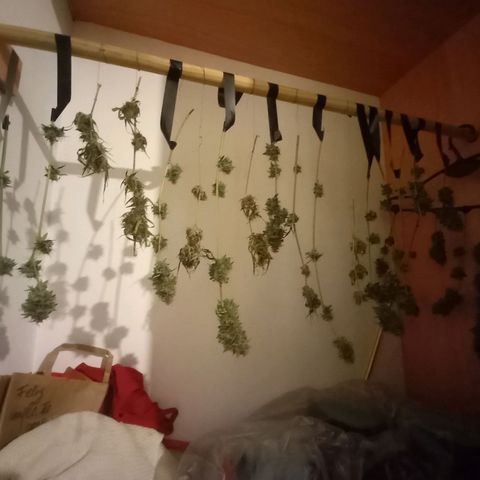 Wedding Cake Auto growlog photo: Primer dia se secado