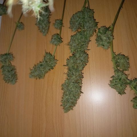 Wedding Cake Auto growlog photo: Primer dia se secado