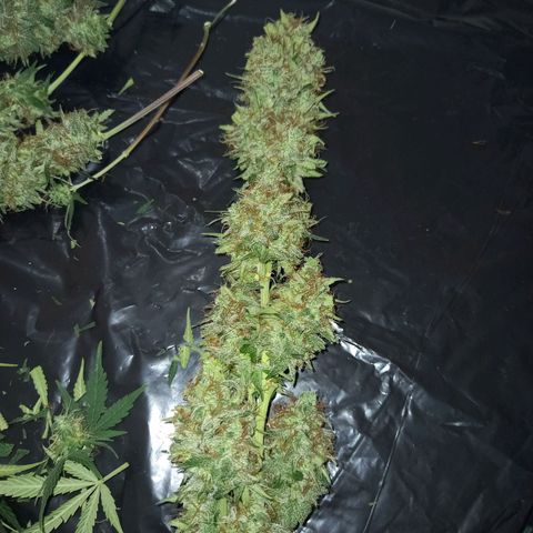 Wedding Cake Auto growlog photo: Primer dia se secado