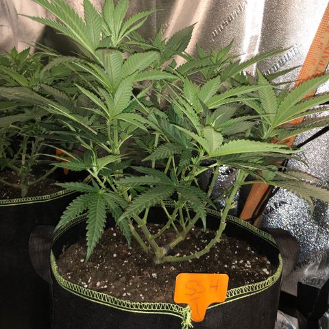 Super Silver Haze growlog photo: 13” and the one with the taped stalk. 