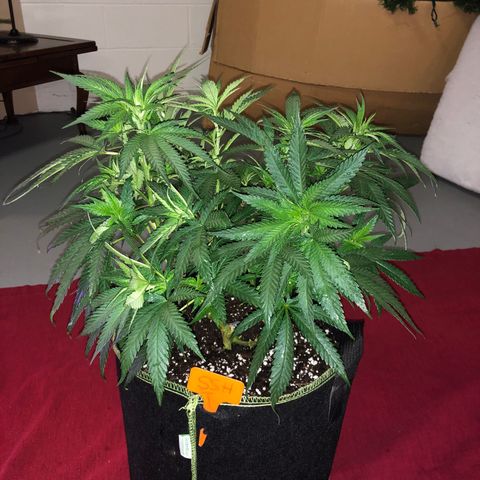 Super Silver Haze growlog photo: 14”
Azamax treatment 
