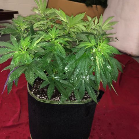 Super Silver Haze growlog photo: 13 1/2” Azamax 