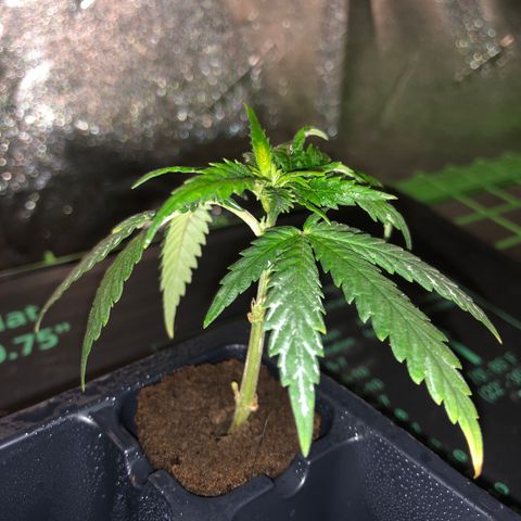SSH Clone growlog photo: It has roots coming out of the pod.