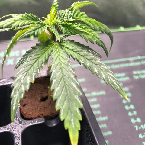 SSH Clone growlog timeline photo