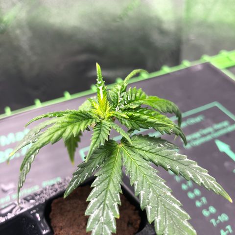 SSH Clone growlog timeline photo