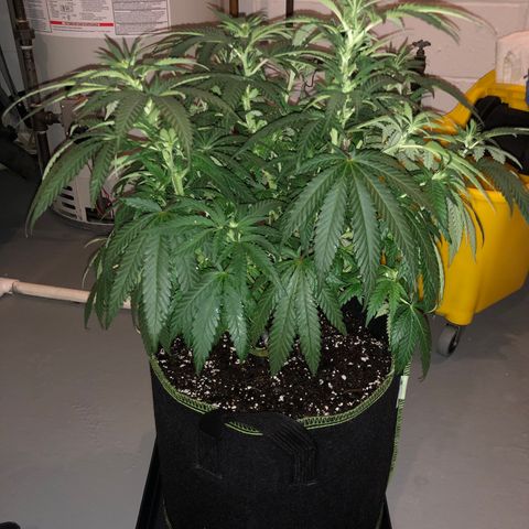 Super Silver Haze growlog photo: Big bloom and molasses 14”