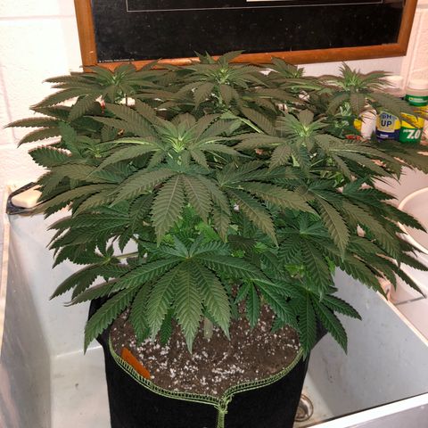 Super Silver Haze growlog photo: 15”