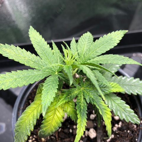 SSH Clone growlog timeline photo