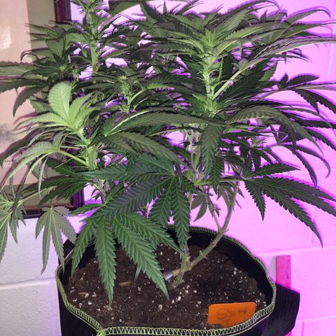 Super Silver Haze growlog photo: 17”