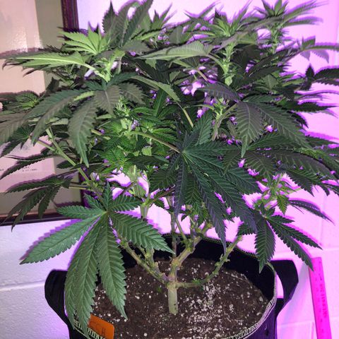 Super Silver Haze growlog photo: 17”