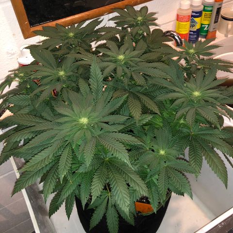 Super Silver Haze growlog photo: 16”
