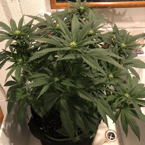 Super Silver Haze growlog photo: 17”