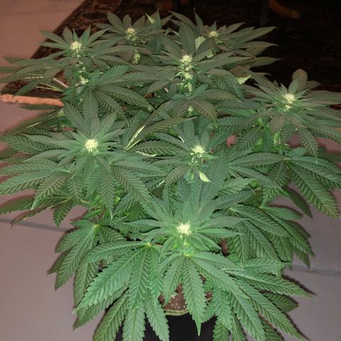 Super Silver Haze growlog photo: 17”
