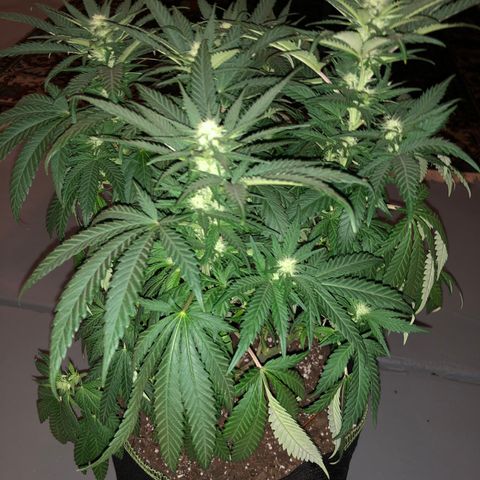 Super Silver Haze growlog photo: 18”