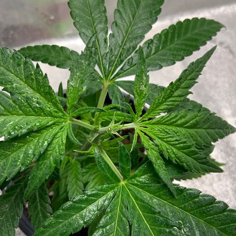 SSH Clone growlog photo: Topped.  It’s always weird for me to find the cut when the clone is spherical in it’s nodes.  I think I got it!