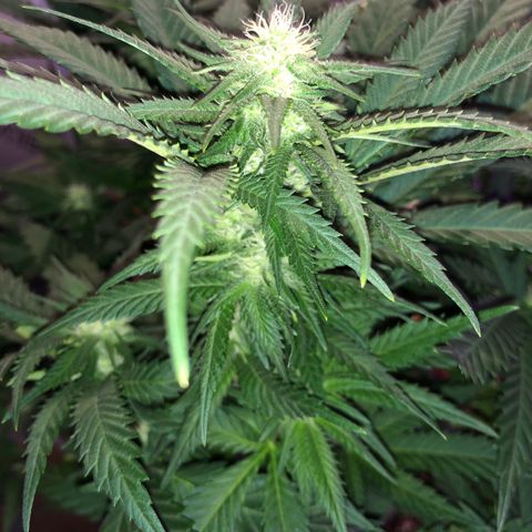Super Silver Haze growlog photo: 18” took some fan leaves blocking buds