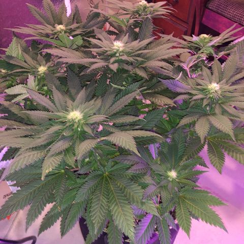 Super Silver Haze growlog photo: 17”. Created some breathing space 
