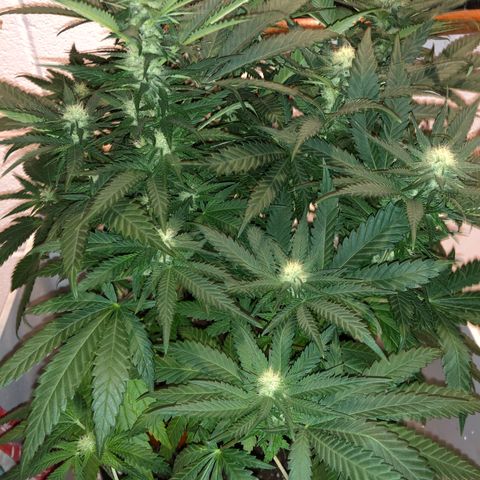 Super Silver Haze growlog photo: 18”