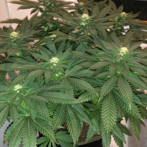Super Silver Haze growlog photo: 17.5”