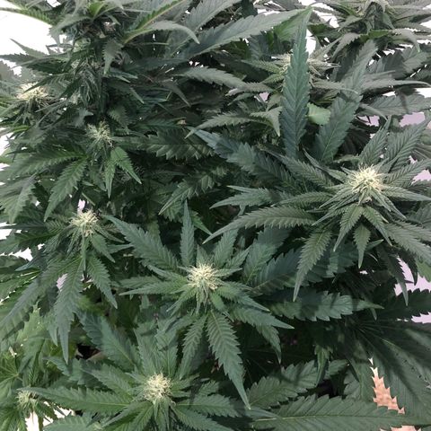 Super Silver Haze growlog photo: 18”