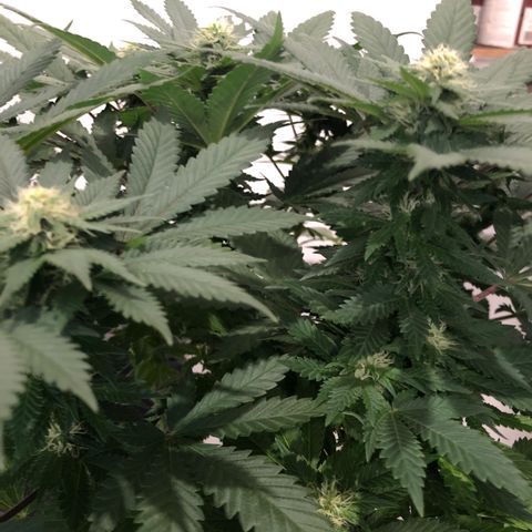 Super Silver Haze growlog photo: 17”