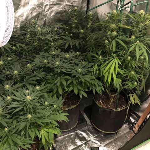 Super Silver Haze growlog timeline photo