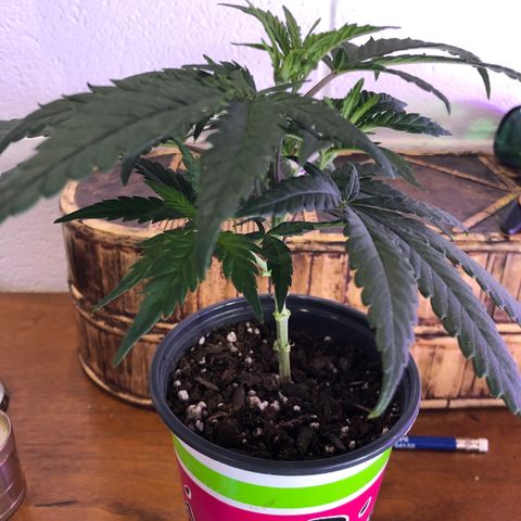 SSH Clone growlog timeline photo