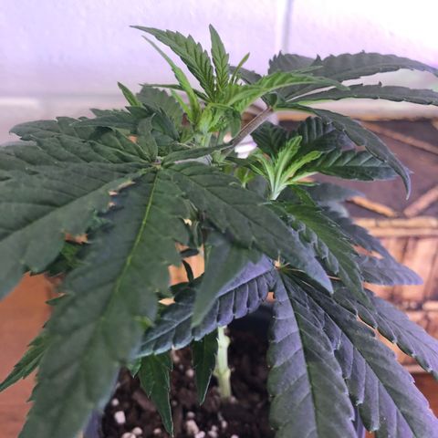 SSH Clone growlog timeline photo
