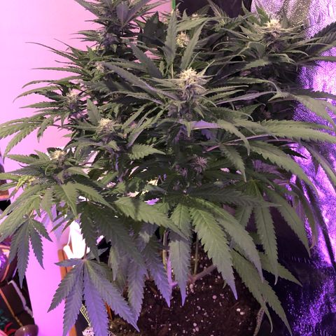 Super Silver Haze growlog photo: 17”