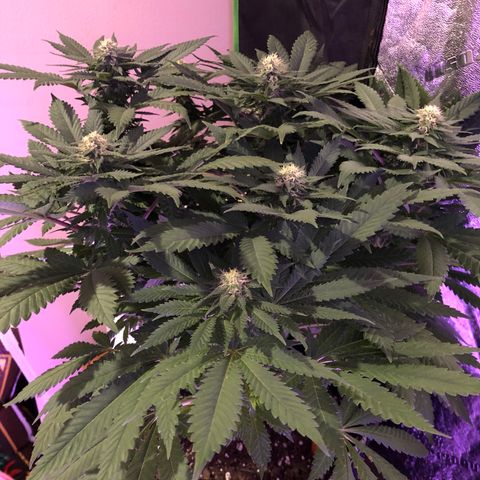 Super Silver Haze growlog photo: 18”