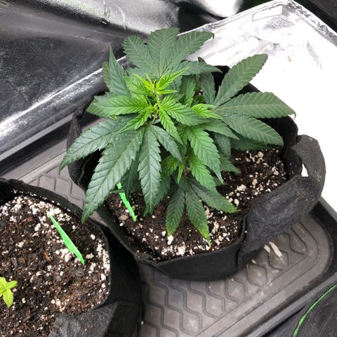 SSH Clone growlog photo: Transplanted into 1 gal 