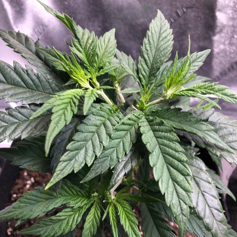 SSH Clone growlog photo: 7”. Topping looking vigorous