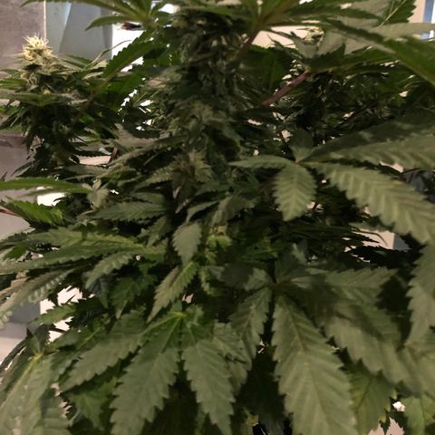 Super Silver Haze growlog timeline photo
