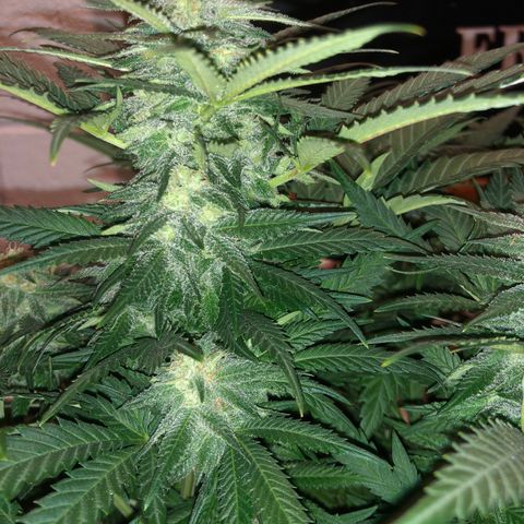 Super Silver Haze growlog timeline photo