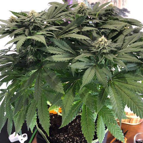 Super Silver Haze growlog photo: A lot of bud hiding in there 