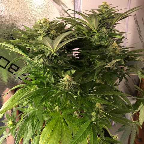 Super Silver Haze growlog photo: Some yellowing of lower leaves. 
