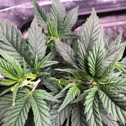 SSH Clone growlog photo: Topped again. 