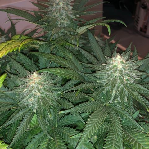 Super Silver Haze growlog photo: Meh