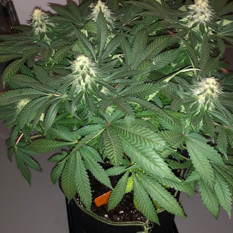 Super Silver Haze growlog timeline photo