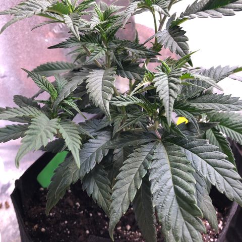 SSH Clone growlog timeline photo