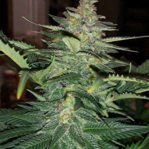 Super Silver Haze growlog photo: Big bloom and cal-mag