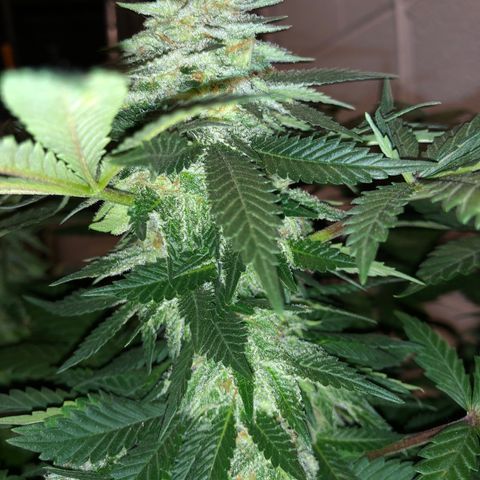 Super Silver Haze growlog photo: Big bloom and cal-mag